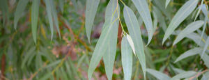 Eucalyptus globuleux bio Huile essentielle Laboratoires Bioligo