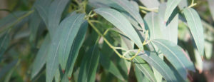 Eucalyptus radiata bio Huile essentielle Laboratoires Bioligo