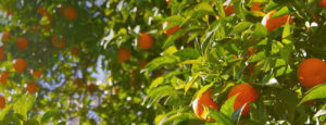 Mandarine bio Huile essentielle Laboratoires Bioligo