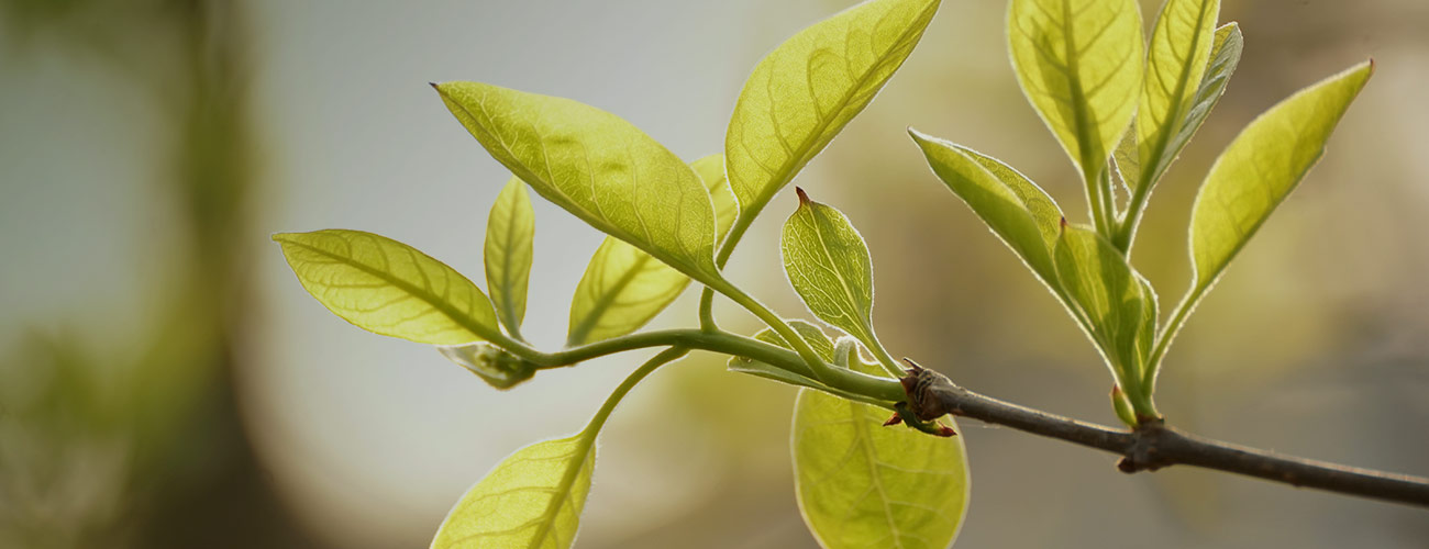 Tea tree bio Huile essentielle Laboratoires Bioligo