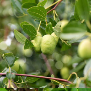 Jojoba Heipoa Laboratoires Bioligo