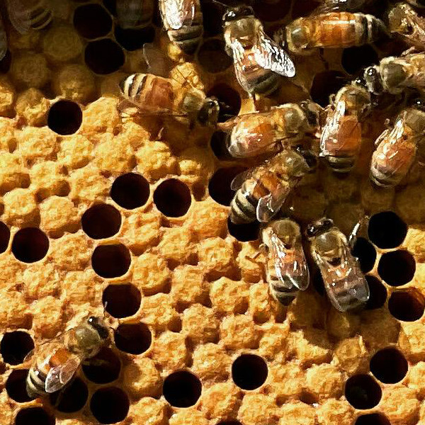 cire abeille ingredient pro intense laino laboratoires bioligo