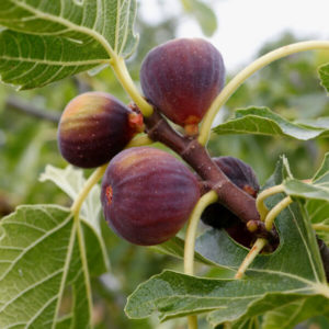 figues ingredient laino laboratoires bioligo