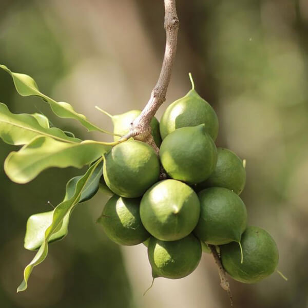 kakadu ingredient laboratoires bioligo