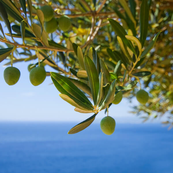 olives ingredient laino laboratoires bioligo